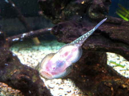 Gastromyzon punctulatus